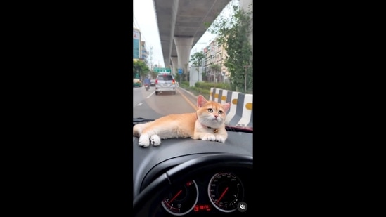 The image, taken from the video shared on Instagram, shows a cat enjoying a car ride on the dashboard.&nbsp;(Instagram/@luckythoongthong)