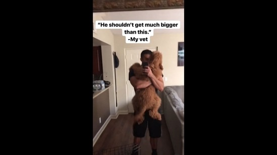 The image shows the dog named Brodie with its human. It has reminded people of Clifford the Big Red Dog.(Instagram/@brodiethatdood)