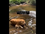 The image, taken from the oddly satisfying Instagram video, shows a Golden Retriever named Kevin.(Instagram/@agoldennamedkevin)