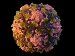 This 2014 illustration made available by the US Centres for Disease Control and Prevention depicts a polio virus particle. (AP) This 2014 illustration made available by the US Centres for Disease Control and Prevention depicts a polio virus particle. (AP)