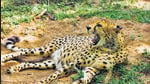 The animal will return to a wild enclosure in India 69 years after the last recorded cheetah was hunted down in Chhattisgarh in 1952. (Shutterstock) The animal will return to a wild enclosure in India 69 years after the last recorded cheetah was hunted down in Chhattisgarh in 1952. (Shutterstock)