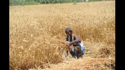 Chief secretary (cabinet) SSidharth said the farmers would be given subsidy of <span class=