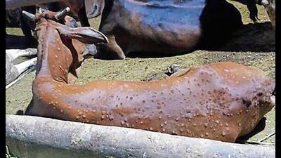 According to the database of the state animal husbandry department, an average of 400 cases of the lumpy skin disease caused by a virus called Capripoxvirus, were reported every day from various districts till August 4. According to the database of the state animal husbandry department, an average of 400 cases of the lumpy skin disease caused by a virus called Capripoxvirus, were reported every day from various districts till August 4.