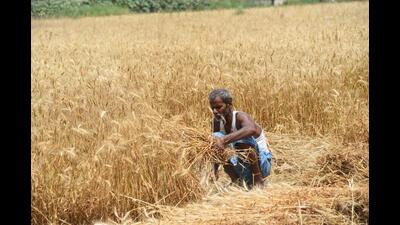 Chief secretary (cabinet) SSidharth said the farmers would be given subsidy of ₹750 for 10 acres land for each irrigation season. (HT Photo) Chief secretary (cabinet) SSidharth said the farmers would be given subsidy of ₹750 for 10 acres land for each irrigation season. (HT Photo)