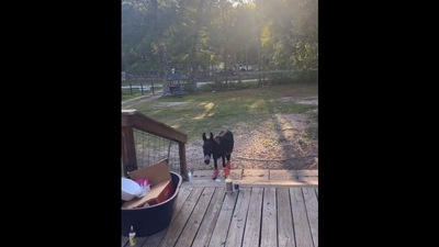The image, taken from the Instagram video, shows the donkey looking at its human. (Instagram/@montethesingingdonkey)