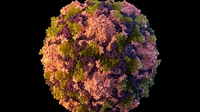 This 2014 illustration made available by the US Centres for Disease Control and Prevention depicts a polio virus particle. (AP) This 2014 illustration made available by the US Centres for Disease Control and Prevention depicts a polio virus particle. (AP)