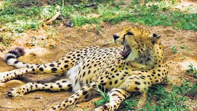 The animal will return to a wild enclosure in India 69 years after the last recorded cheetah was hunted down in Chhattisgarh in 1952. (Shutterstock) The animal will return to a wild enclosure in India 69 years after the last recorded cheetah was hunted down in Chhattisgarh in 1952. (Shutterstock)