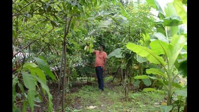 The place that was once a dumping ground along the Uran Kharkopar railway line is now a garden with vegetables and fruits growing in it, thanks to the initiative of Seawoods Sector 50E residents. (BACHCHAN KUMAR/HT PHOTO) The place that was once a dumping ground along the Uran Kharkopar railway line is now a garden with vegetables and fruits growing in it, thanks to the initiative of Seawoods Sector 50E residents. (BACHCHAN KUMAR/HT PHOTO)