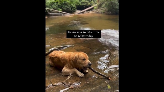 The image, taken from the oddly satisfying Instagram video, shows a Golden Retriever named Kevin.(Instagram/@agoldennamedkevin)