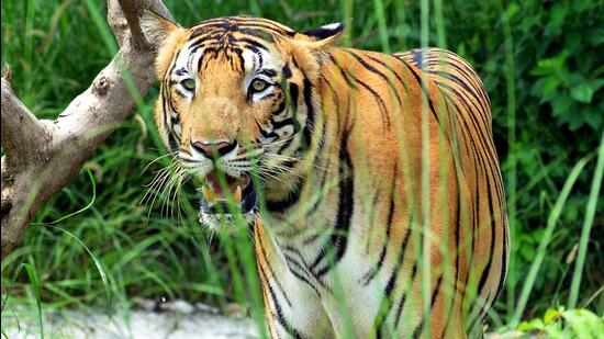 According to NTCA data, 16 tiger deaths were reported from Maharashtra this year, all from the state’s Vidarbha region (ANI File Photo)