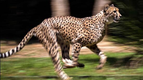 Kuno National Park was considered to be one of the best habitats for translocation of cheetah in India by a Supreme Court-mandated expert panel that visited four sites in MP and one in Rajasthan. (AFP File Photo)