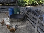 At the Kanke-based government pig breeding farm here, about 70 pigs have died so far.(AP file photo) At the Kanke-based government pig breeding farm here, about 70 pigs have died so far.(AP file photo)