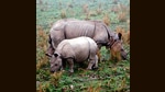 Rhinos in the Kaziranga National Park. The NH715 cuts through Kaziranga on one side and the North Karbi-Anglong Wildlife Sanctuary on the other. Small-animal fatalities are not tabulated, but a study has found that hundreds of frogs, snakes, birds and lizards are ending up as roadkill. (Herve Lethier / Unesco) Rhinos in the Kaziranga National Park. The NH715 cuts through Kaziranga on one side and the North Karbi-Anglong Wildlife Sanctuary on the other. Small-animal fatalities are not tabulated, but a study has found that hundreds of frogs, snakes, birds and lizards are ending up as roadkill. (Herve Lethier / Unesco)
