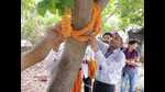 Prof NB Singh tying a rakhi to a tree on Saturday. (HT Photo)