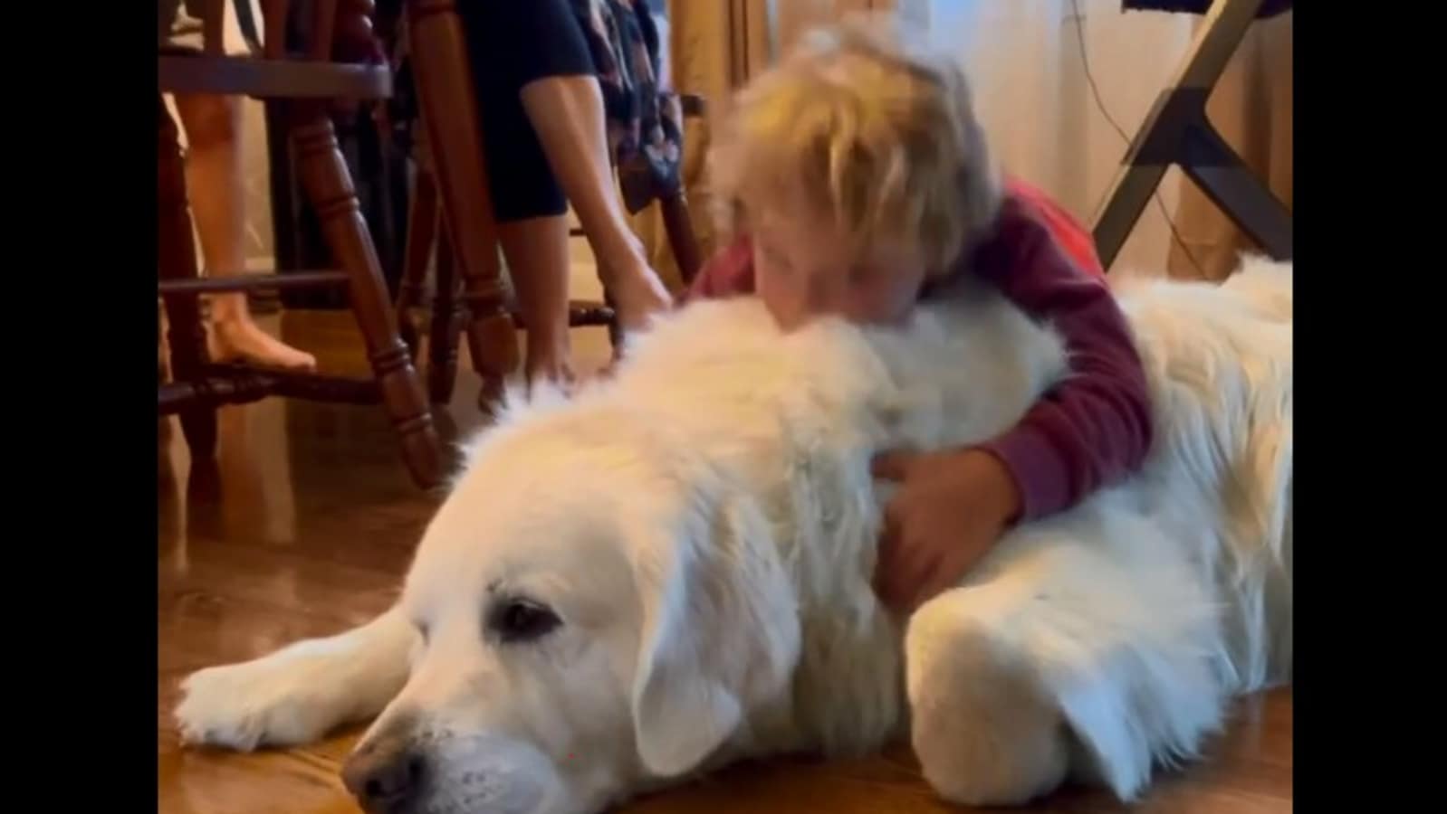 Golden Retriever sleeps patiently as kid pets and kisses it. Watch