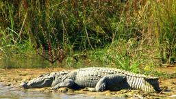 On Thursday, a six-feet long crocodile was spotted near the reservoir, stuck in the fencing (HT Photo)