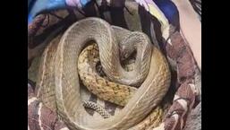 Officials in Ludhiana suspect the involvement of a gang in the wildlife trafficking racket.