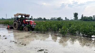 Waterlogging, pest attack scare: Cottong growing area in Punjab shrinks by over 25,000 acres Waterlogging, pest attack scare: Cottong growing area in Punjab shrinks by over 25,000 acres