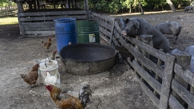 At the Kanke-based government pig breeding farm here, about 70 pigs have died so far. (AP file photo) At the Kanke-based government pig breeding farm here, about 70 pigs have died so far. (AP file photo)