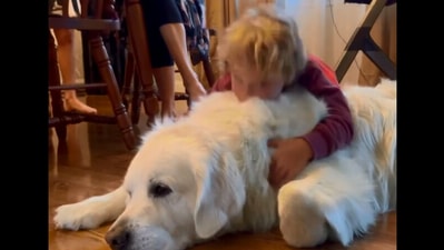 The image, taken from the Instagram video, shows the kid with a Golden Retriever. (Instagram/@baron.goldenretriever)