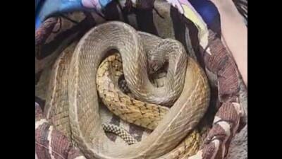 Officials in Ludhiana suspect the involvement of a gang in the wildlife trafficking racket.