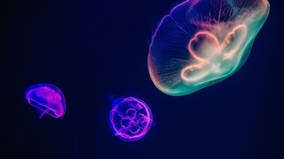 Blackwater Diving: Get out of your comfort zone and go experience backwater diving. Also known as pelagic diving, it is a special night dive that takes place in the open ocean. It is different from a regular day or night dive since this focuses on finding unique creatures in the water column. (Unsplash)