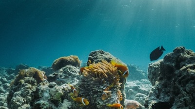Deepflight Adventure: Explore the Maldives' UNESCO Biosphere Reserve in a personal submarine. It will give you a 360-degree experience of one of the richest ecosystems on Earth. (Unsplash)