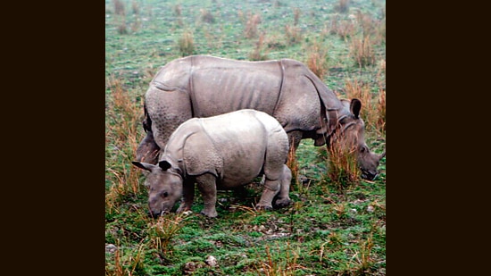 Rhinos in the Kaziranga National Park. The NH715 cuts through Kaziranga on one side and the North Karbi-Anglong Wildlife Sanctuary on the other. Small-animal fatalities are not tabulated, but a study has found that hundreds of frogs, snakes, birds and lizards are ending up as roadkill. (Herve Lethier / Unesco)