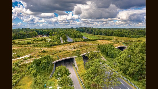 Wildlife bridges like this one in a national park in the Netherlands help preserve uninterrupted habitats for wildlife, even when a road cuts into a reserve. (Shutterstock)