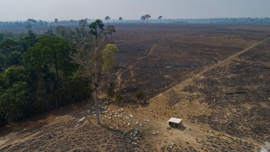 Deforestation in the Amazon broke all records for a six month period during the first half of 2022 as criminals seize public land expecting the areas to be legalized for agriculture.((AP Photo/Andre Penner, File))