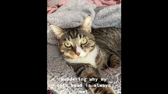 The image, taken from the Instagram video, shows the cat who has left their pet parent confused.(TikTok: jamierachel26_)