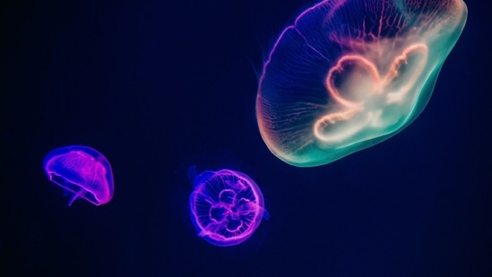 Blackwater Diving: Get out of your comfort zone and go experience backwater diving. Also known as pelagic diving, it is a special night dive that takes place in the open ocean. It is different from a regular day or night dive since this focuses on finding unique creatures in the water column.(Unsplash)