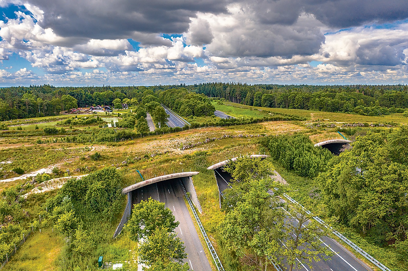 Wildlife bridges like this one in a national park in the Netherlands help preserve uninterrupted habitats for wildlife, even when a road cuts into a reserve. (Shutterstock)