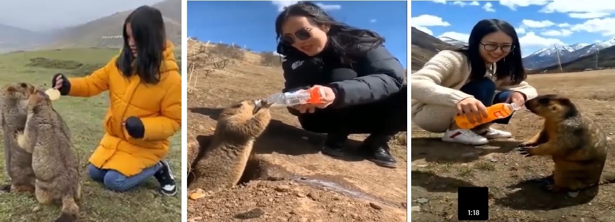Video grabs of tourists feeding marmots with aerated drinks and packaged foods. Video grabs of tourists feeding marmots with aerated drinks and packaged foods.