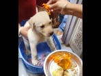 The Labrador puppy gets a warm welcome with an aarti and some flowers in the video. (Instagram/@sonti_______12)