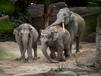The government has also constituted a special investigating team comprising forest and criminal investigation department officials to probe rising elephant deaths and allegations of coverups, but there seems to be no end to poaching.(Photo by Fabrice COFFRINI/AFP) (For representation purpose) The government has also constituted a special investigating team comprising forest and criminal investigation department officials to probe rising elephant deaths and allegations of coverups, but there seems to be no end to poaching.(Photo by Fabrice COFFRINI/AFP) (For representation purpose)