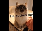 A screengrab from the viral video posted on Instagram. It shows a cat complaining about a tomcat to its human and also pleading to punish him.(Instagram/cats_of_instagram) A screengrab from the viral video posted on Instagram. It shows a cat complaining about a tomcat to its human and also pleading to punish him.(Instagram/cats_of_instagram)