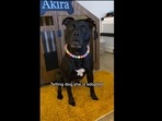 The image has been taken from the viral video that documents the Pitbull dog's shocking discovery. The text insert reads, “Telling dog she is adopted.”(Instagram/@akirablackpit) The image has been taken from the viral video that documents the Pitbull dog's shocking discovery. The text insert reads, “Telling dog she is adopted.”(Instagram/@akirablackpit)