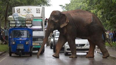 Last week, senior Congress MLA Santosh Singh Saluja alleged in the state Assembly that a total of 245 wild elephants have died of unnatural causes in Odisha in last three years of which half could be due to poaching. (AP FILE PHOTO.) Last week, senior Congress MLA Santosh Singh Saluja alleged in the state Assembly that a total of 245 wild elephants have died of unnatural causes in Odisha in last three years of which half could be due to poaching. (AP FILE PHOTO.)