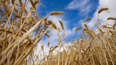 A flurry of operators have entered the Australian market to provide additional export capacity. (Bloomberg) A flurry of operators have entered the Australian market to provide additional export capacity. (Bloomberg)