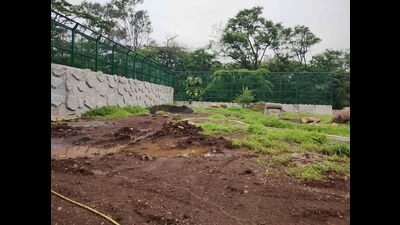 New Lion enclosure at Rajiv Gandhi Zoological Park and Wildlife Research Centre, Katraj. (Ravindra Joshi/HT PHOTO)