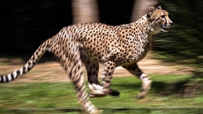 Madhya Pradesh is home to 3,421 leopards, the highest in the country, followed by 1,783 in Karnataka, as per the Union Environment Ministry's 'Status of Leopards in India 2018' report. (AFP) Madhya Pradesh is home to 3,421 leopards, the highest in the country, followed by 1,783 in Karnataka, as per the Union Environment Ministry's 'Status of Leopards in India 2018' report. (AFP)