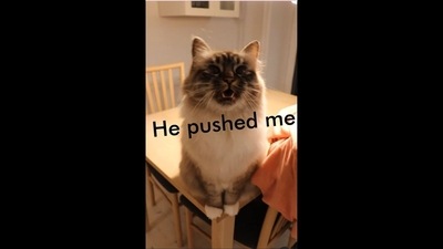 A screengrab from the viral video posted on Instagram. It shows a cat complaining about a tomcat to its human and also pleading to punish him. (Instagram/cats_of_instagram) A screengrab from the viral video posted on Instagram. It shows a cat complaining about a tomcat to its human and also pleading to punish him. (Instagram/cats_of_instagram)
