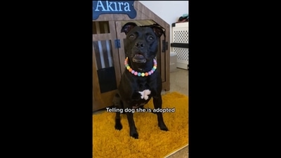 The image has been taken from the viral video that documents the Pitbull dog's shocking discovery. The text insert reads, “Telling dog she is adopted.” (Instagram/@akirablackpit) The image has been taken from the viral video that documents the Pitbull dog's shocking discovery. The text insert reads, “Telling dog she is adopted.” (Instagram/@akirablackpit)