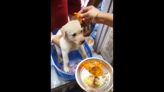 Cute clearance labrador videos