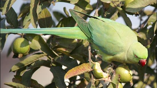 The constant screeching and squawking of a parrot has forced a 72-year-old man in Pune to file a police complaint. (REPRESENTATIVE PHOTO)