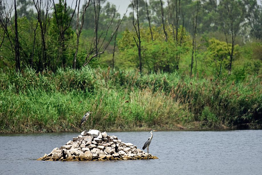 Yamuna Biodiversity Park is home to more than 1,000 migratory birds who visit from Europe, Siberia and China. (Photo: Sanchit Khanna/HT) Yamuna Biodiversity Park is home to more than 1,000 migratory birds who visit from Europe, Siberia and China. (Photo: Sanchit Khanna/HT)