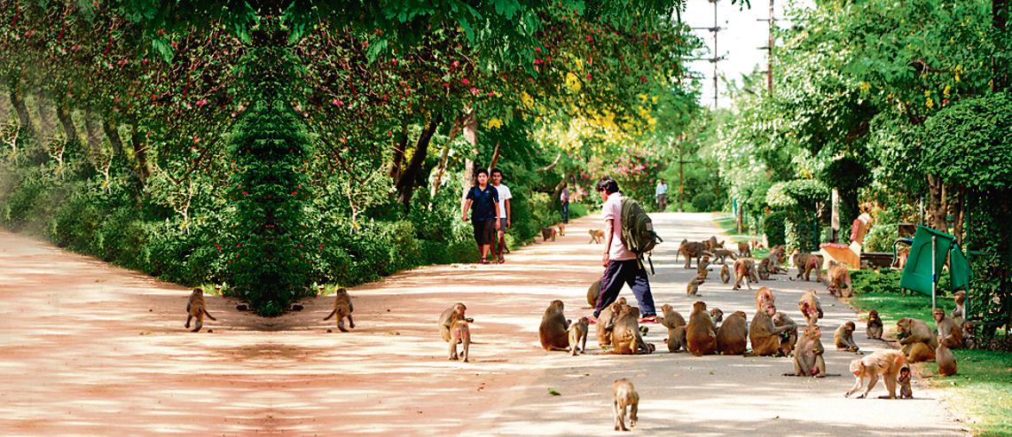 The Kamla Nehru Ridge Biodiversity Park has a unique Butterfly Conservatory set up to protect the butterflies from monkeys in the area. (Photo: Parveen Kumar/ HT) The Kamla Nehru Ridge Biodiversity Park has a unique Butterfly Conservatory set up to protect the butterflies from monkeys in the area. (Photo: Parveen Kumar/ HT)