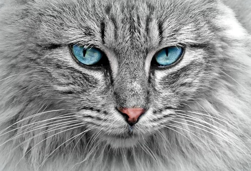 International Cat Day is the perfect opportunity to debunk myths around these lovable pets. (Pixabay) International Cat Day is the perfect opportunity to debunk myths around these lovable pets. (Pixabay)