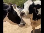 This video shows the adorable bond between two cow sisters. (Instagram/@thegentlebarn) This video shows the adorable bond between two cow sisters. (Instagram/@thegentlebarn)